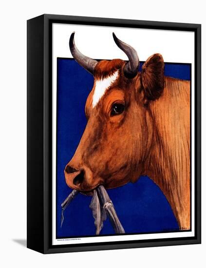 "Cow Chewing Corn Stalk,"November 17, 1923-Charles Bull-Framed Premier Image Canvas