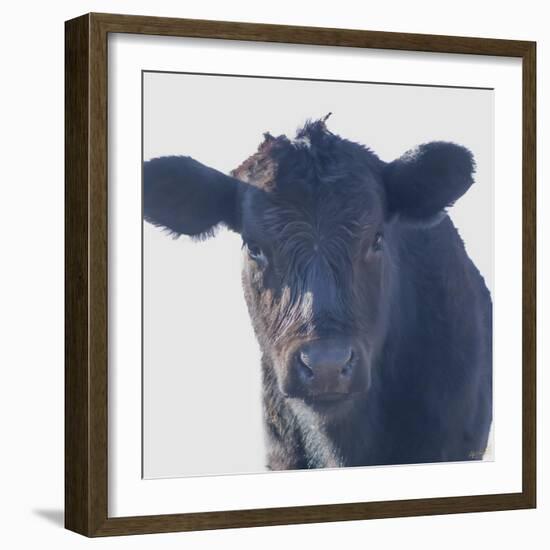 Cow Closer Looking-null-Framed Photographic Print