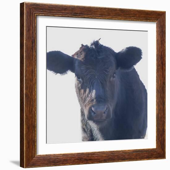 Cow Closer Looking-null-Framed Photographic Print