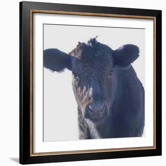 Cow Closer Looking-null-Framed Photographic Print