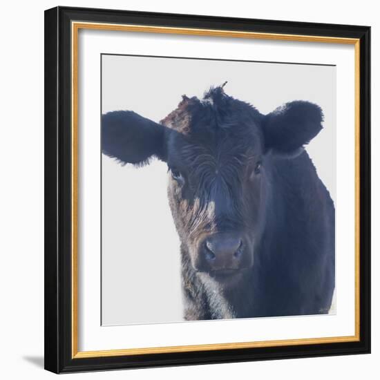 Cow Closer Looking-null-Framed Photographic Print