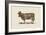 Cow Cow Nut-Florent Bodart-Framed Giclee Print