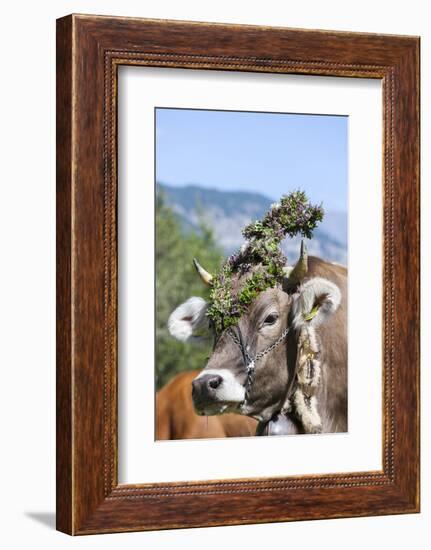 Cow Decorated with Flowers and Ceremonial Bells, South Tyrol, Italy-Martin Zwick-Framed Photographic Print