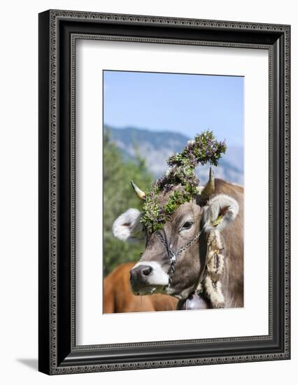 Cow Decorated with Flowers and Ceremonial Bells, South Tyrol, Italy-Martin Zwick-Framed Photographic Print