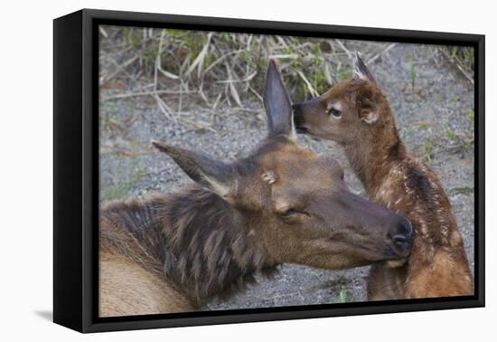 Cow Elk with New Born Calf-Ken Archer-Framed Premier Image Canvas