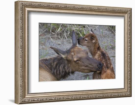 Cow Elk with New Born Calf-Ken Archer-Framed Photographic Print
