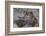Cow Elk with New Born Calf-Ken Archer-Framed Photographic Print