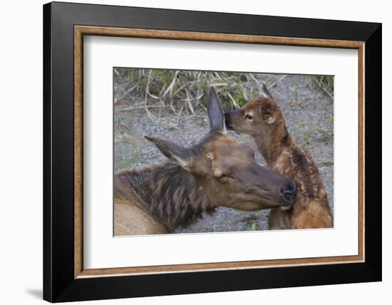 Cow Elk with New Born Calf-Ken Archer-Framed Photographic Print