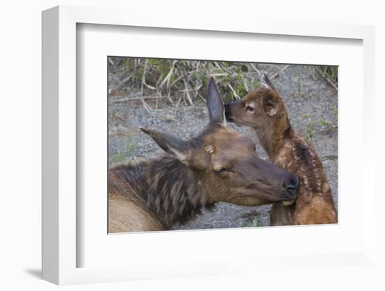 Cow Elk with New Born Calf-Ken Archer-Framed Photographic Print