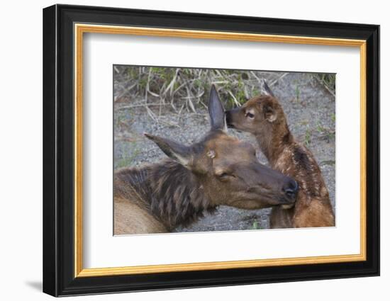 Cow Elk with New Born Calf-Ken Archer-Framed Photographic Print