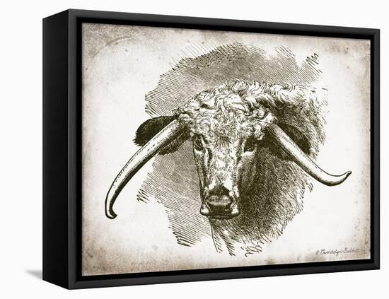 Cow Face II-Gwendolyn Babbitt-Framed Stretched Canvas