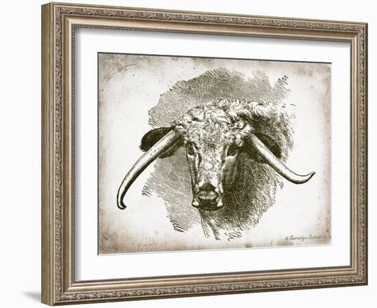 Cow Face II-Gwendolyn Babbitt-Framed Art Print