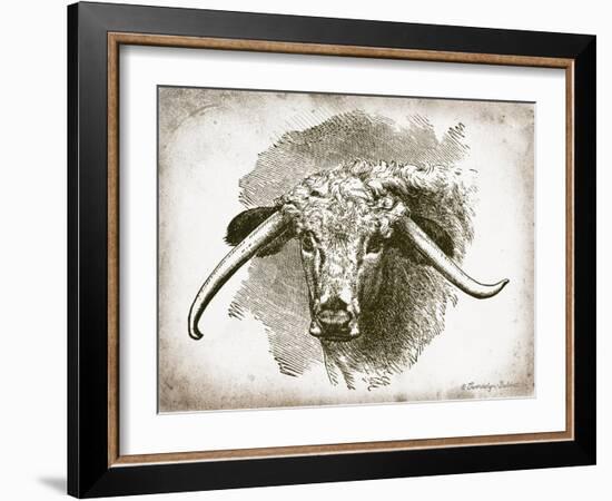 Cow Face II-Gwendolyn Babbitt-Framed Art Print