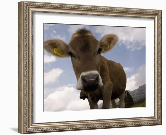 Cow Grazing, Dolomites, South Tyrol, Italy, Europe-Carlo Morucchio-Framed Photographic Print