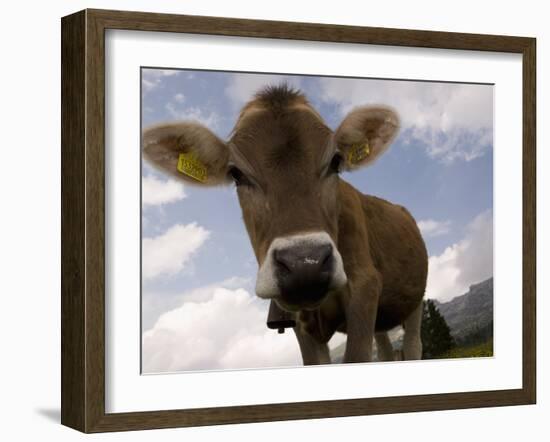 Cow Grazing, Dolomites, South Tyrol, Italy, Europe-Carlo Morucchio-Framed Photographic Print