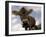 Cow Grazing, Dolomites, South Tyrol, Italy, Europe-Carlo Morucchio-Framed Photographic Print