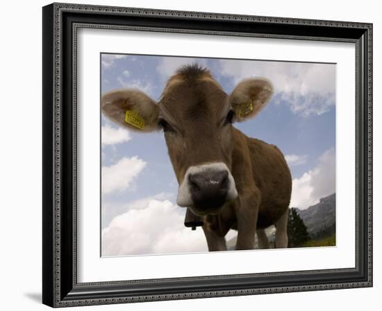 Cow Grazing, Dolomites, South Tyrol, Italy, Europe-Carlo Morucchio-Framed Photographic Print