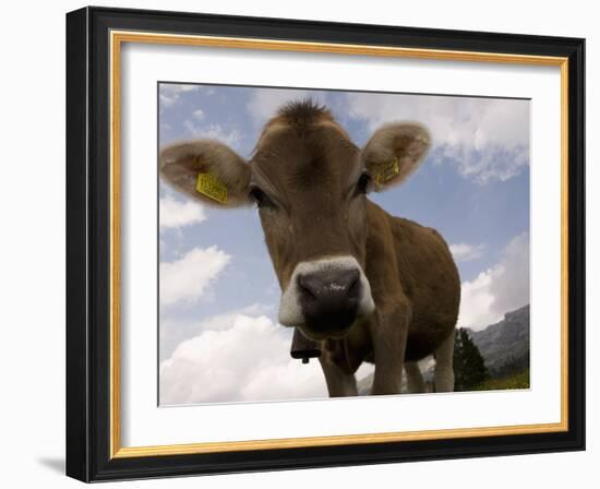 Cow Grazing, Dolomites, South Tyrol, Italy, Europe-Carlo Morucchio-Framed Photographic Print