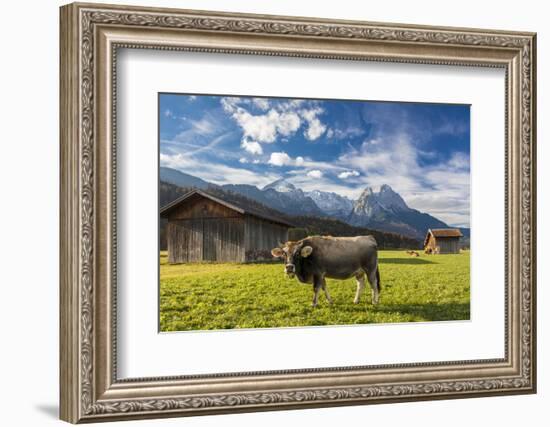 Cow in the green pastures framed by the high peaks of the Alps, Garmisch Partenkirchen, Upper Bavar-Roberto Moiola-Framed Photographic Print