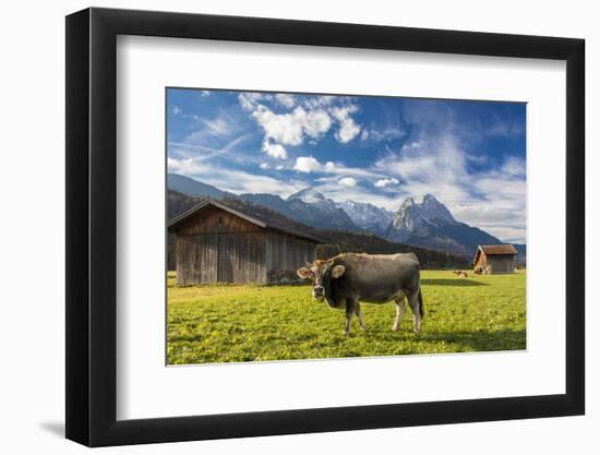 Cow in the green pastures framed by the high peaks of the Alps, Garmisch Partenkirchen, Upper Bavar-Roberto Moiola-Framed Photographic Print