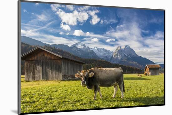 Cow in the green pastures framed by the high peaks of the Alps, Garmisch Partenkirchen, Upper Bavar-Roberto Moiola-Mounted Photographic Print