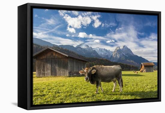 Cow in the green pastures framed by the high peaks of the Alps, Garmisch Partenkirchen, Upper Bavar-Roberto Moiola-Framed Premier Image Canvas