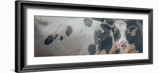 Cow Just Licking Good-null-Framed Photographic Print