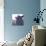 Cow Just Posing-null-Photographic Print displayed on a wall