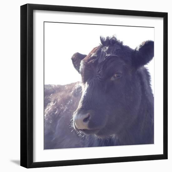 Cow Just Posing-null-Framed Photographic Print