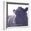 Cow Just Posing-null-Framed Photographic Print