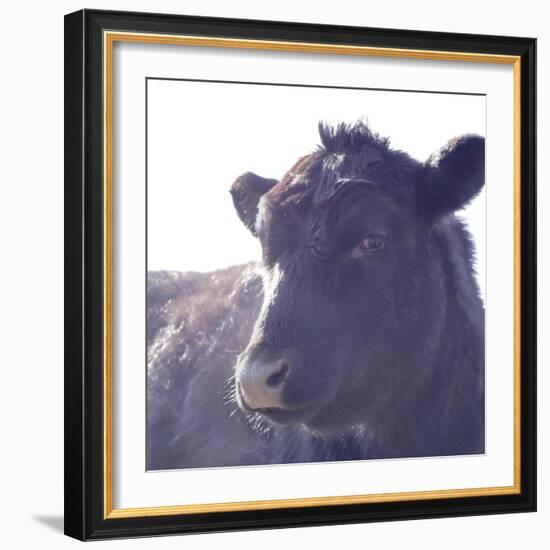 Cow Just Posing-null-Framed Photographic Print