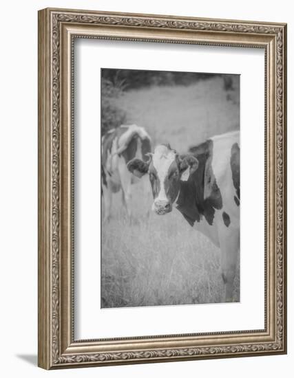 Cow Look Back-null-Framed Photographic Print