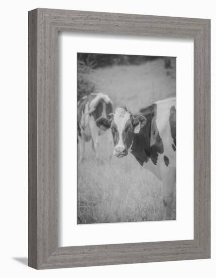 Cow Look Back-null-Framed Photographic Print