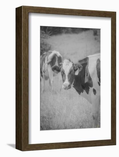 Cow Look Back-null-Framed Photographic Print