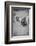 Cow Look Back-null-Framed Photographic Print