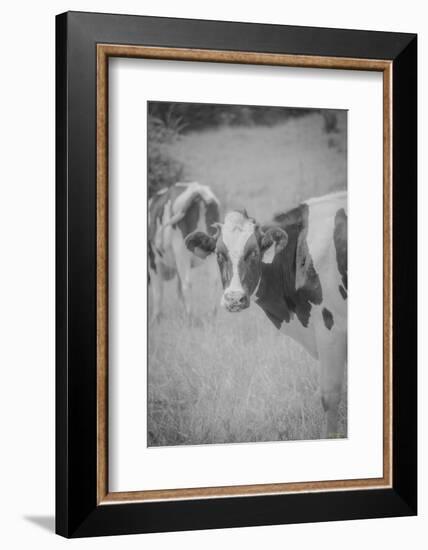 Cow Look Back-null-Framed Photographic Print