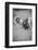 Cow Look Back-null-Framed Photographic Print