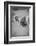 Cow Look Back-null-Framed Photographic Print