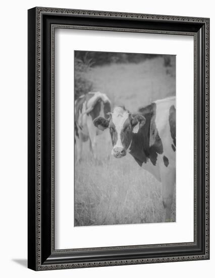 Cow Look Back-null-Framed Photographic Print