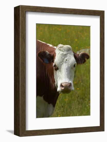 Cow, Matukituki Valley, Near Wanaka, Otago, South Island, New Zealand-David Wall-Framed Photographic Print