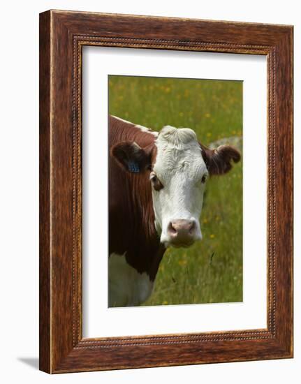 Cow, Matukituki Valley, Near Wanaka, Otago, South Island, New Zealand-David Wall-Framed Photographic Print