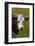 Cow, Matukituki Valley, Near Wanaka, Otago, South Island, New Zealand-David Wall-Framed Photographic Print