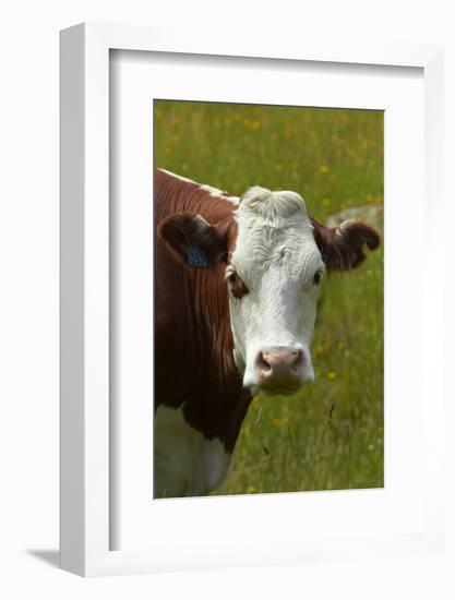 Cow, Matukituki Valley, Near Wanaka, Otago, South Island, New Zealand-David Wall-Framed Photographic Print