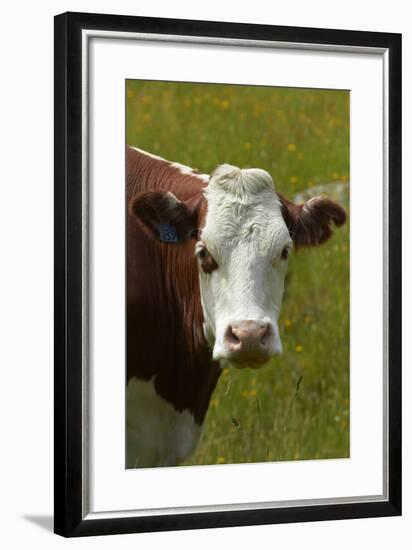 Cow, Matukituki Valley, Near Wanaka, Otago, South Island, New Zealand-David Wall-Framed Photographic Print