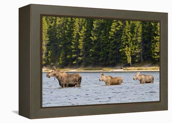 Cow Moose and Calves, Fishercap Lake, Glacier National Park, Montana-Howie Garber-Framed Premier Image Canvas