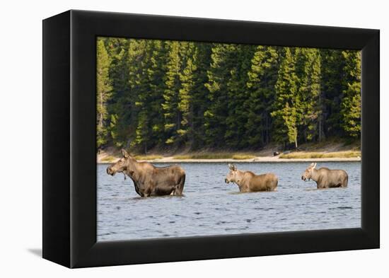 Cow Moose and Calves, Fishercap Lake, Glacier National Park, Montana-Howie Garber-Framed Premier Image Canvas