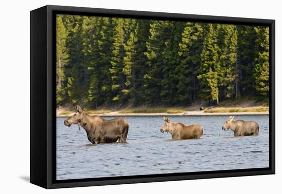 Cow Moose and Calves, Fishercap Lake, Glacier National Park, Montana-Howie Garber-Framed Premier Image Canvas