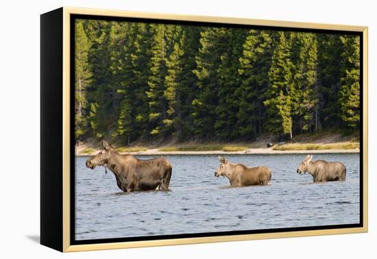 Cow Moose and Calves, Fishercap Lake, Glacier National Park, Montana-Howie Garber-Framed Premier Image Canvas