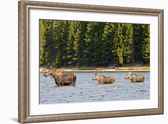 Cow Moose and Calves, Fishercap Lake, Glacier National Park, Montana-Howie Garber-Framed Photographic Print