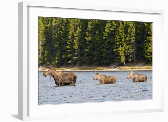 Cow Moose and Calves, Fishercap Lake, Glacier National Park, Montana-Howie Garber-Framed Photographic Print